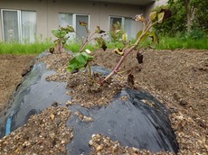 t2014.5.23 1.jpg
